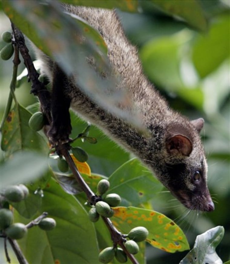 A civet climbs a coffee tree to eat ripe cherries at a farm in Indang, Cavite province in the Philippines. Indonesia's top Islamic body says Muslims can drink coffee extracted from the dung of the tree-dwelling cat-like mammal.